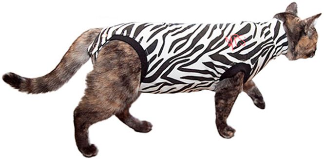 Hovedbilde Zebrabody katt